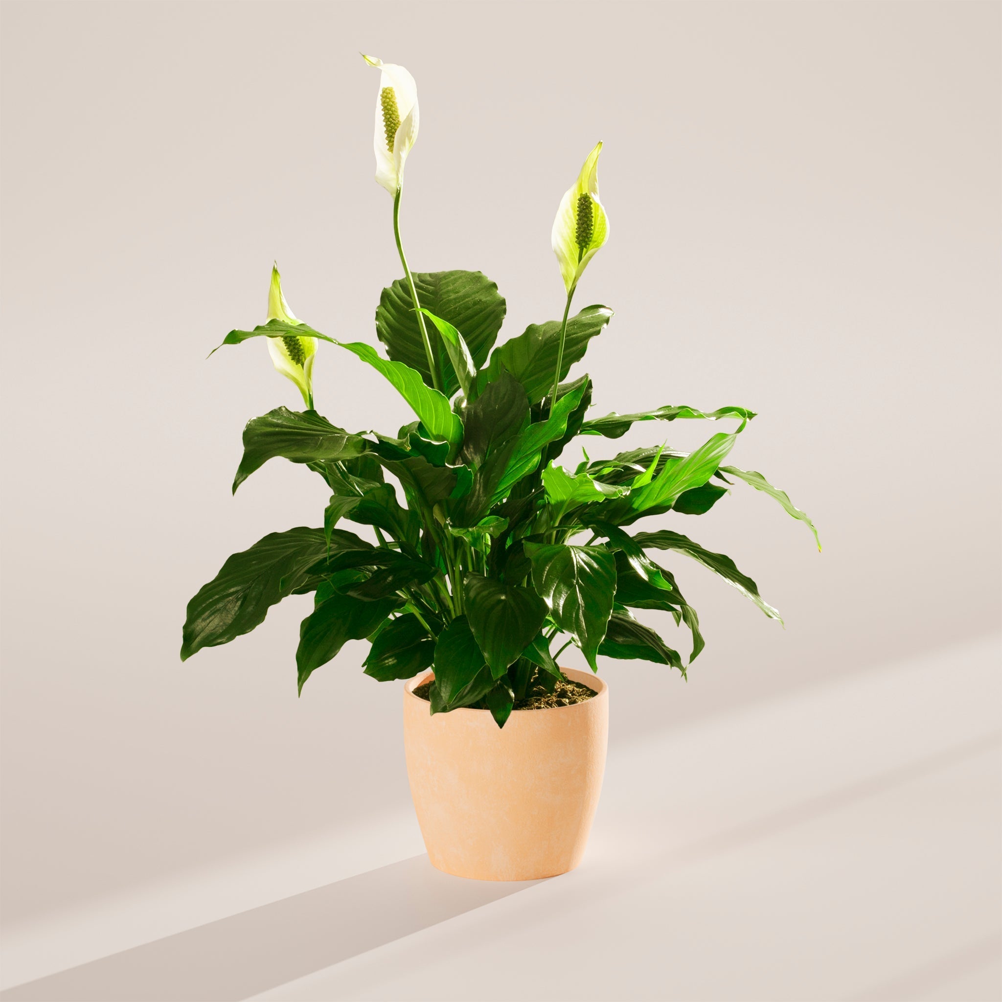 Peace Lily (Spathiphyllum) - Indoor Plants - PB_PL_ECO_MA_6IN1 - Varnish + Vine - 74