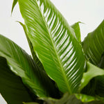 Peace Lily (Spathiphyllum) - Indoor Plants - PL_PL_4IN1 - Varnish + Vine - 6