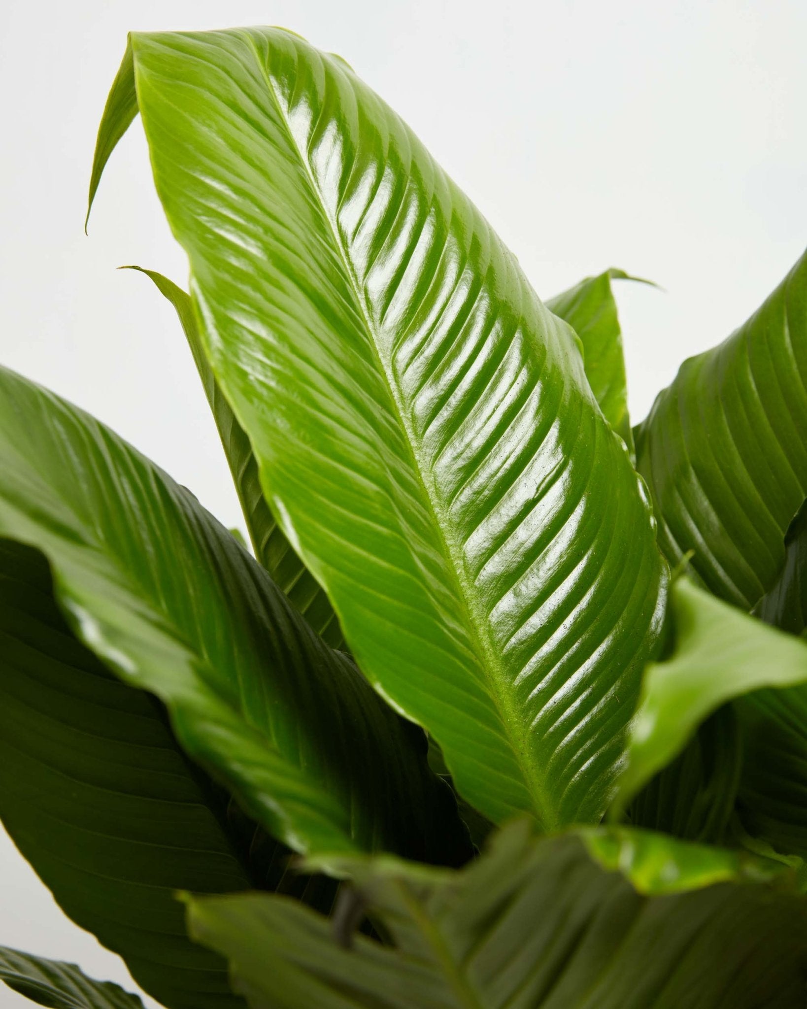 Peace Lily (Spathiphyllum) - Indoor Plants - PL_PL_4IN1 - Varnish + Vine - 6
