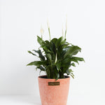 Peace Lily (Spathiphyllum) - Indoor Plants - PB_PL_ECO_CH_10IN1 - Varnish + Vine - 25