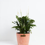 Peace Lily (Spathiphyllum) - Indoor Plants - PB_PL_ECO_CH_10IN1 - Varnish + Vine - 25