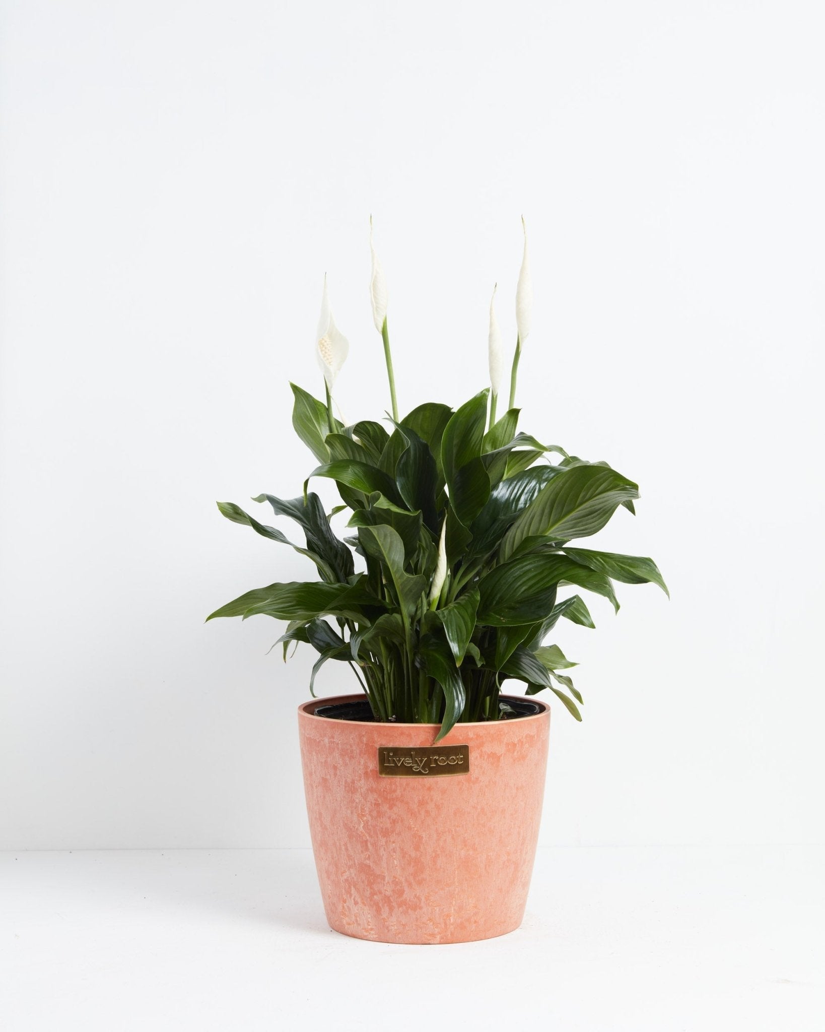 Peace Lily (Spathiphyllum) - Indoor Plants - PB_PL_ECO_CH_10IN1 - Varnish + Vine - 25