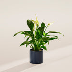 Peace Lily (Spathiphyllum) - Indoor Plants - PB_PL_CP_FU_6IN1 - Varnish + Vine - 36