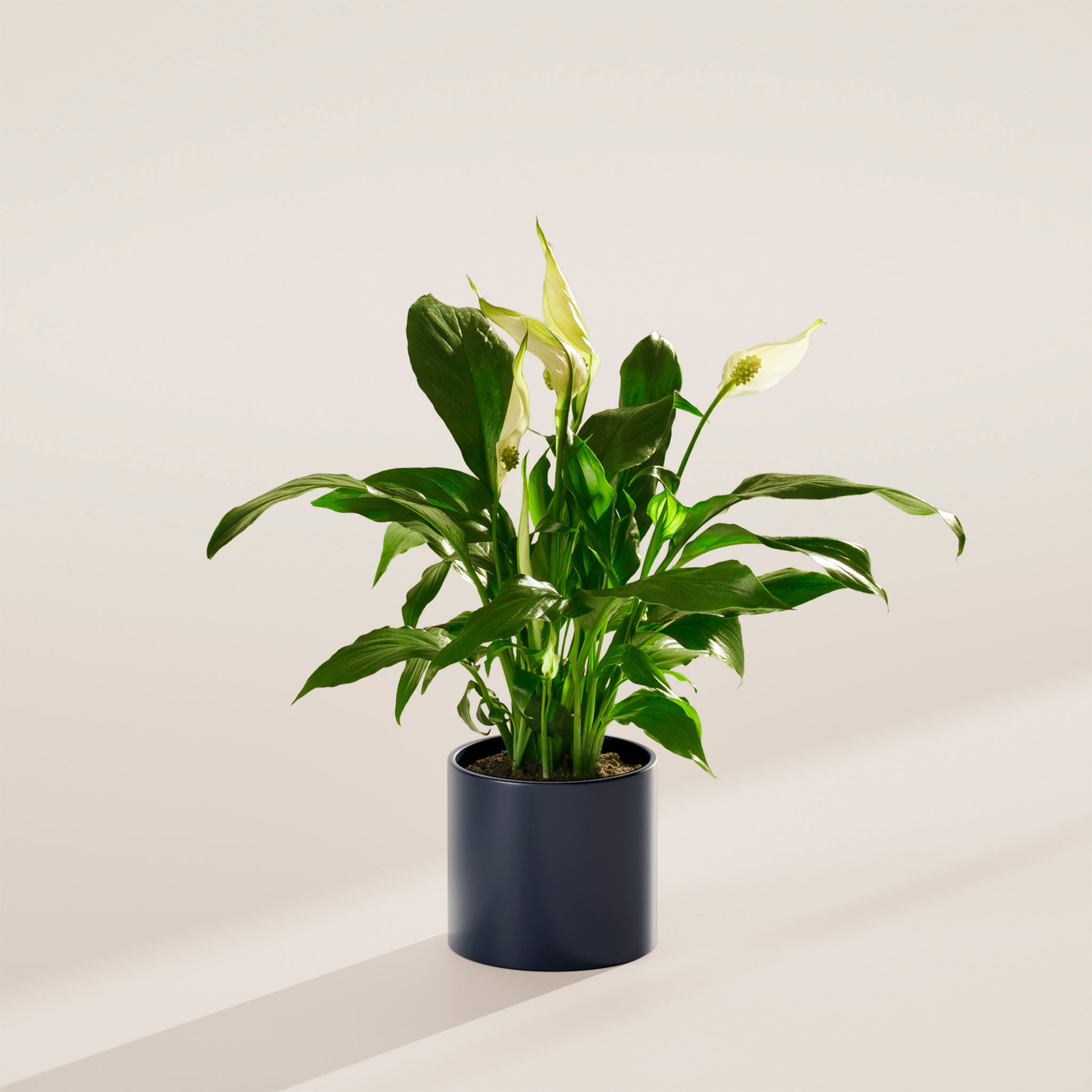 Peace Lily (Spathiphyllum) - Indoor Plants - PB_PL_CP_FU_6IN1 - Varnish + Vine - 36