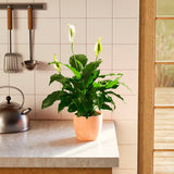 Peace Lily (Spathiphyllum) - Indoor Plants - PL_PL_4IN1 - Varnish + Vine - 63