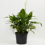 Peace Lily (Spathiphyllum) - Indoor Plants - PL_PL_8IN1 - Varnish + Vine - 11