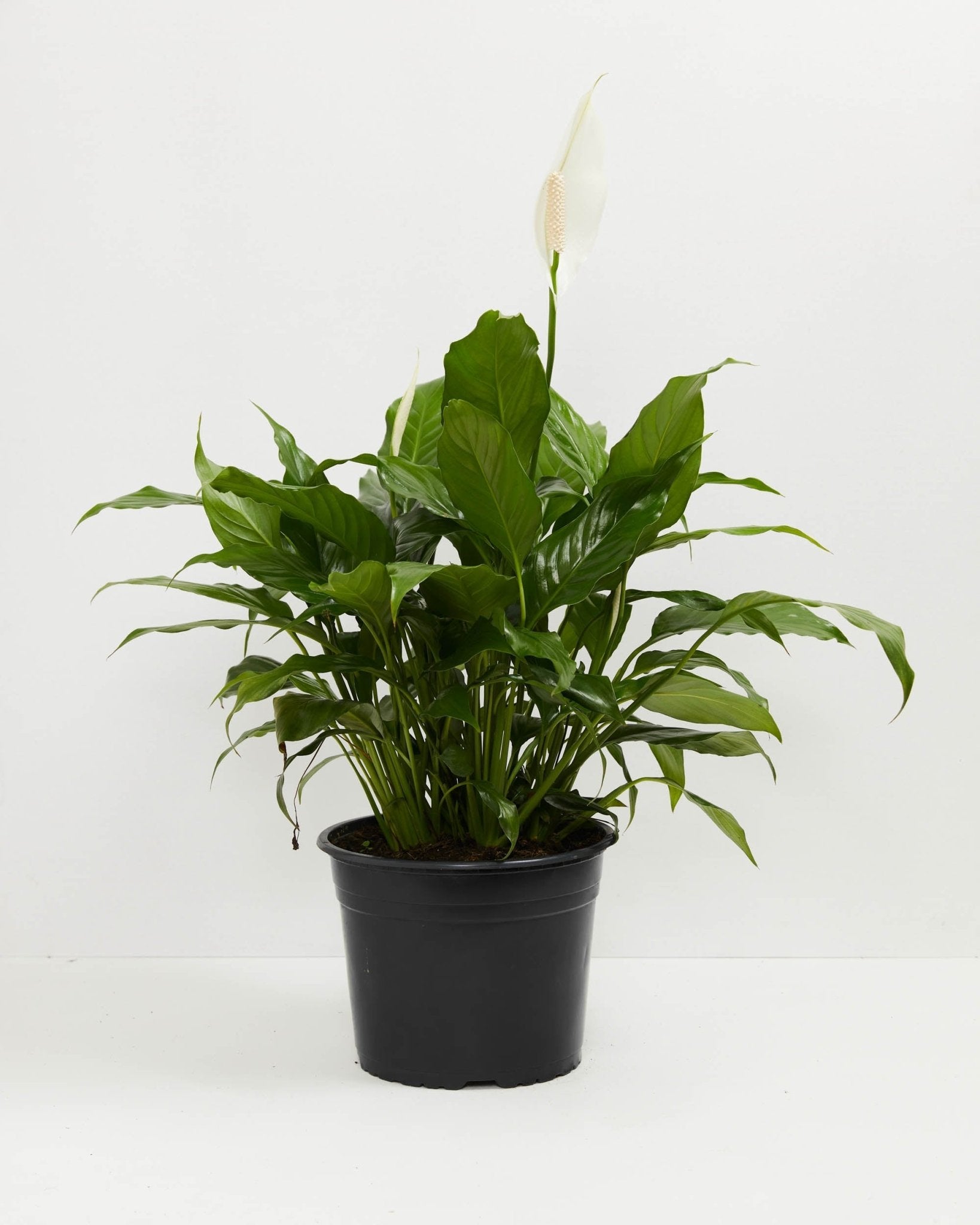 Peace Lily (Spathiphyllum) - Indoor Plants - PL_PL_8IN1 - Varnish + Vine - 11