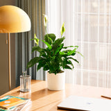 Peace Lily (Spathiphyllum) - Indoor Plants - PB_PL_SWP_EG_6IN1 - Varnish + Vine - 78