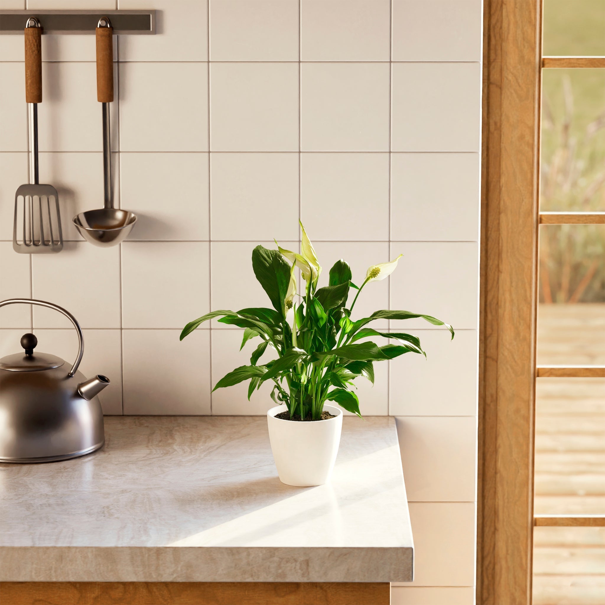 Peace Lily (Spathiphyllum) - Indoor Plants - PB_PL_ECO_CH_4IN1 - Varnish + Vine - 42