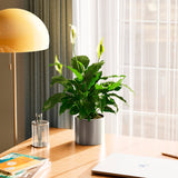 Peace Lily (Spathiphyllum) - Indoor Plants - PL_PL_4IN1 - Varnish + Vine - 56