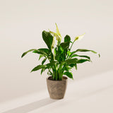 Peace Lily (Spathiphyllum) - Indoor Plants - PB_PL_ECO_EG_4IN1 - Varnish + Vine - 45