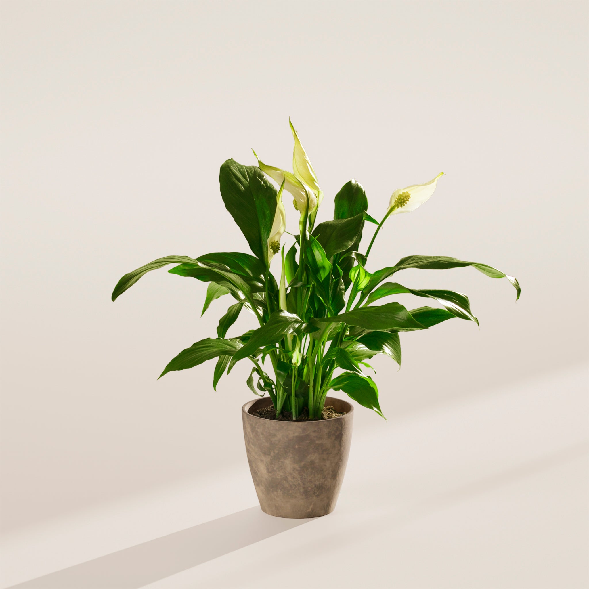Peace Lily (Spathiphyllum) - Indoor Plants - PB_PL_ECO_EG_4IN1 - Varnish + Vine - 45