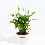 Peace Lily (Spathiphyllum) - Indoor Plants - PL_PL_8IN1 - Varnish + Vine - 17