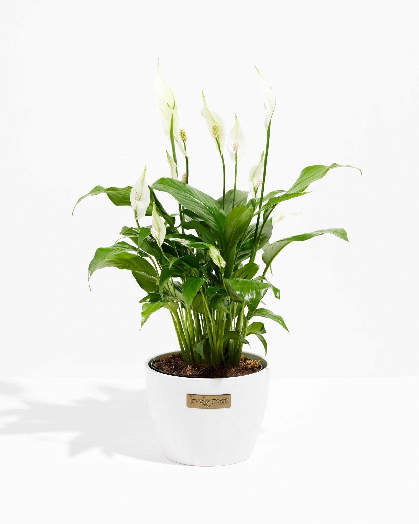 Peace Lily (Spathiphyllum) - Indoor Plants - PL_PL_8IN1 - Varnish + Vine - 17