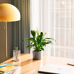 Peace Lily (Spathiphyllum) - Indoor Plants - PB_PL_CP_FU_6IN1 - Varnish + Vine - 32