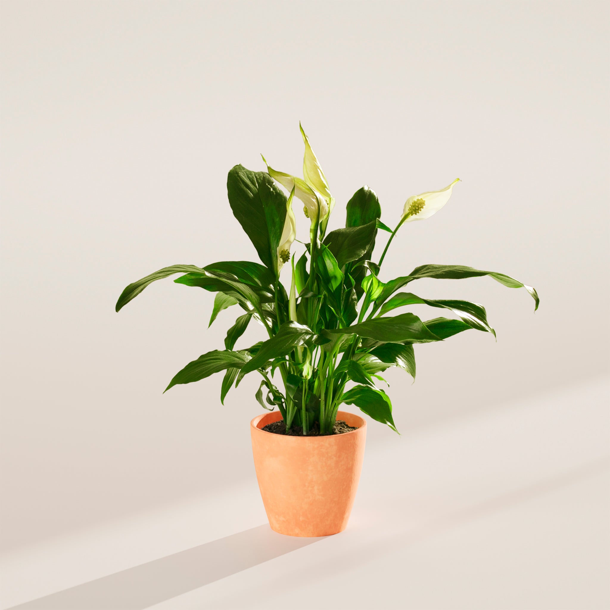 Peace Lily (Spathiphyllum) - Indoor Plants - PB_PL_ECO_CH_4IN1 - Varnish + Vine - 41