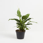 Peace Lily (Spathiphyllum) - Indoor Plants - PL_PL_4IN1 - Varnish + Vine - 4