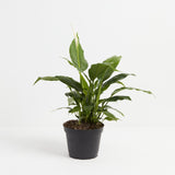 Peace Lily (Spathiphyllum) - Indoor Plants - PL_PL_4IN1 - Varnish + Vine - 4