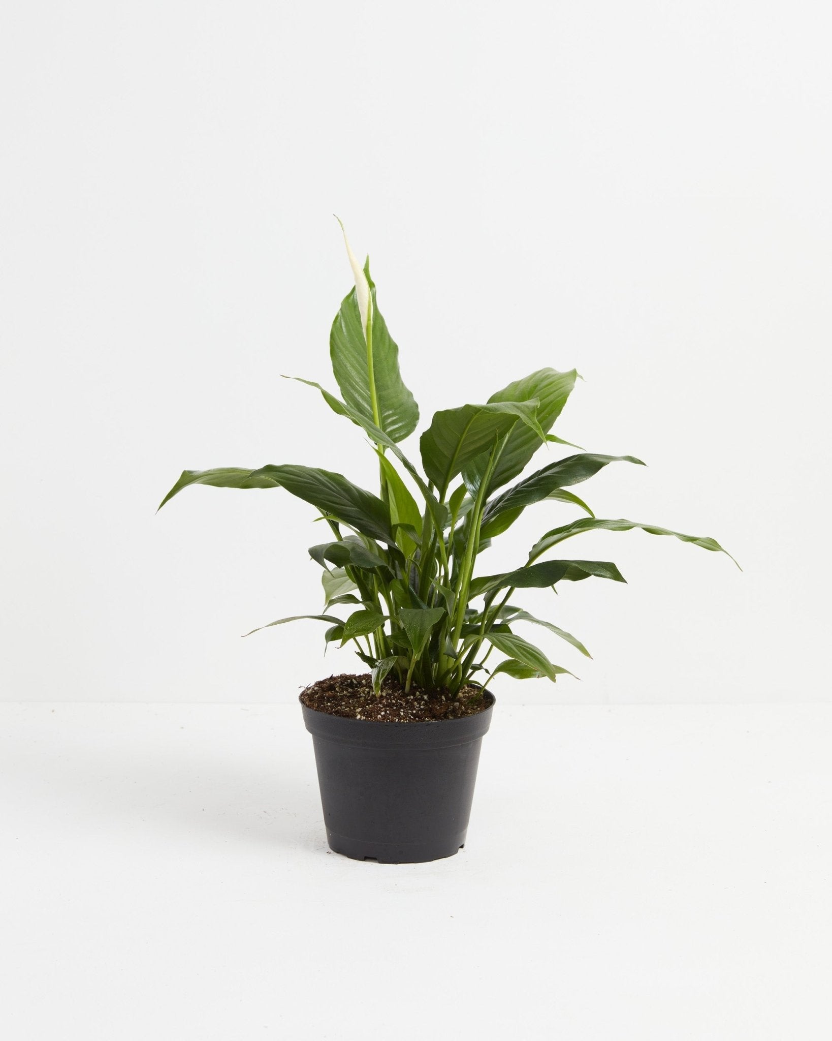 Peace Lily (Spathiphyllum) - Indoor Plants - PL_PL_4IN1 - Varnish + Vine - 4