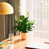 Peace Lily (Spathiphyllum) - Indoor Plants - PL_PL_4IN1 - Varnish + Vine - 64