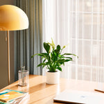 Peace Lily (Spathiphyllum) - Indoor Plants - PB_PL_CP_FU_6IN1 - Varnish + Vine - 38