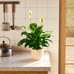 Peace Lily (Spathiphyllum) - Indoor Plants - PB_PL_ECO_EG_6IN1 - Varnish + Vine - 72