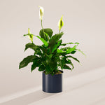 Peace Lily (Spathiphyllum) - Indoor Plants - PL_PL_4IN1 - Varnish + Vine - 59