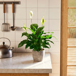 Peace Lily (Spathiphyllum) - Indoor Plants - PB_PL_ECO_CO_6IN1 - Varnish + Vine - 69