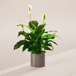 Peace Lily (Spathiphyllum) - Indoor Plants - PL_PL_4IN1 - Varnish + Vine - 57