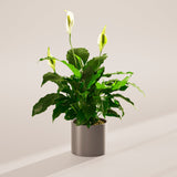 Peace Lily (Spathiphyllum) - Indoor Plants - PL_PL_4IN1 - Varnish + Vine - 57
