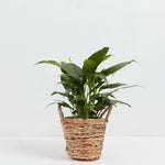 Peace Lily (Spathiphyllum) - Indoor Plants - PB_PL_BAS_LI_4IN1 - Varnish + Vine - 27