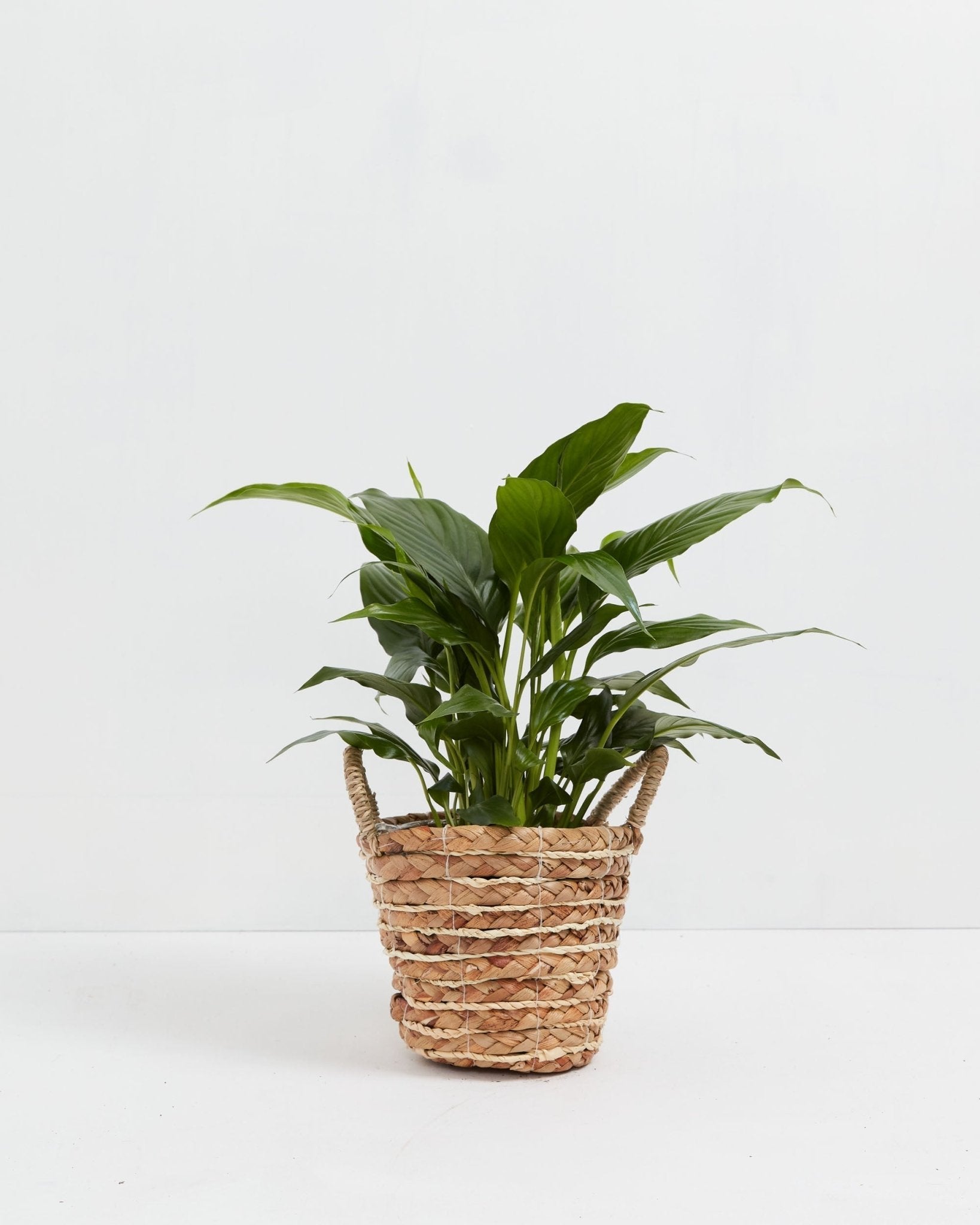 Peace Lily (Spathiphyllum) - Indoor Plants - PB_PL_BAS_LI_4IN1 - Varnish + Vine - 27