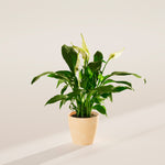 Peace Lily (Spathiphyllum) - Indoor Plants - PB_PL_ECO_MA_4IN1 - Varnish + Vine - 47