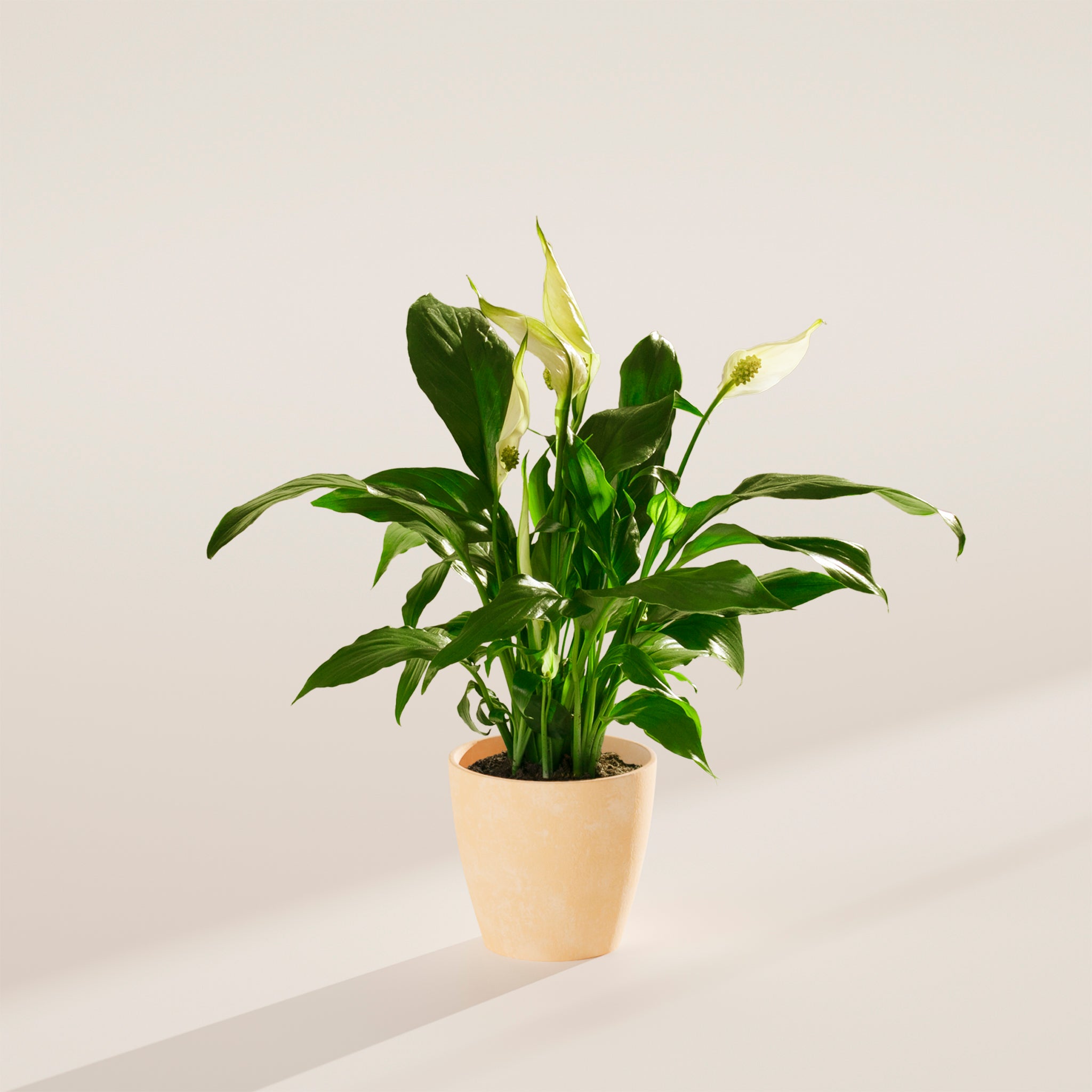 Peace Lily (Spathiphyllum) - Indoor Plants - PB_PL_ECO_MA_4IN1 - Varnish + Vine - 47