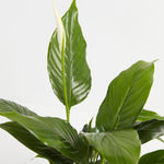Peace Lily (Spathiphyllum) - Indoor Plants - PL_PL_4IN1 - Varnish + Vine - 8