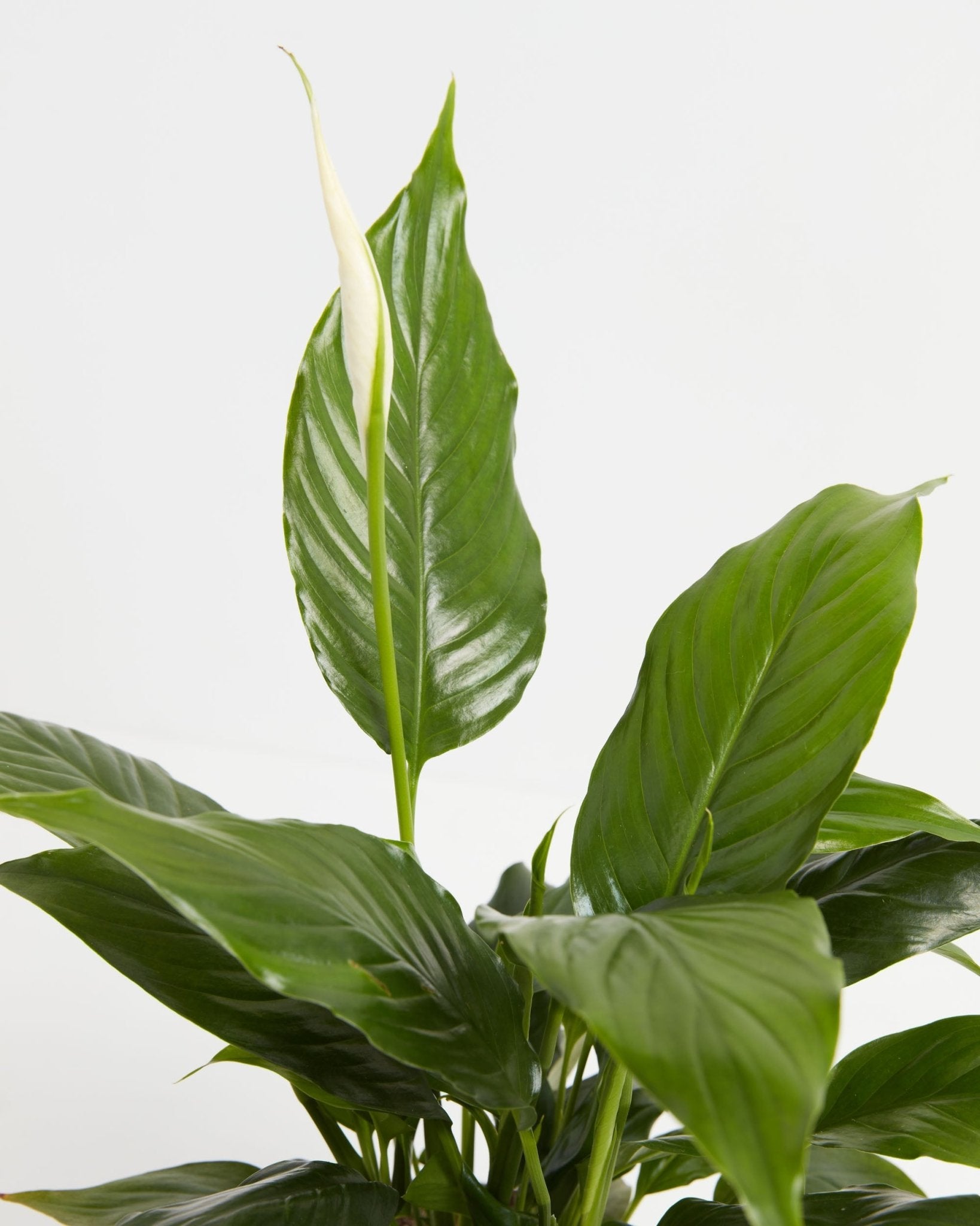 Peace Lily (Spathiphyllum) - Indoor Plants - PL_PL_4IN1 - Varnish + Vine - 8