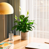 Peace Lily (Spathiphyllum) - Indoor Plants - PL_PL_4IN1 - Varnish + Vine - 54