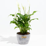 Peace Lily (Spathiphyllum) - Indoor Plants - PL_PL_8IN1 - Varnish + Vine - 18