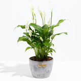 Peace Lily (Spathiphyllum) - Indoor Plants - PL_PL_8IN1 - Varnish + Vine - 18