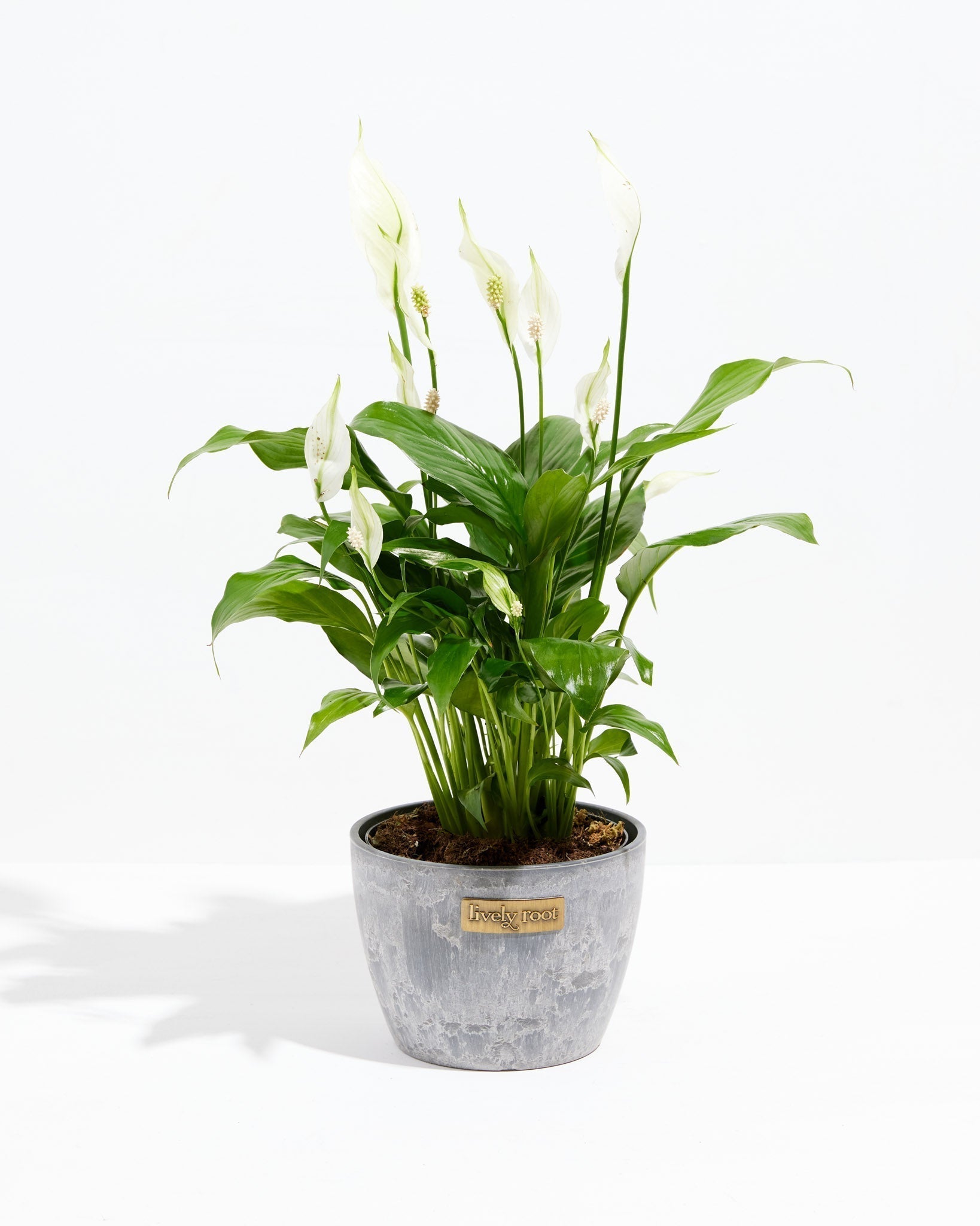 Peace Lily (Spathiphyllum) - Indoor Plants - PL_PL_8IN1 - Varnish + Vine - 18