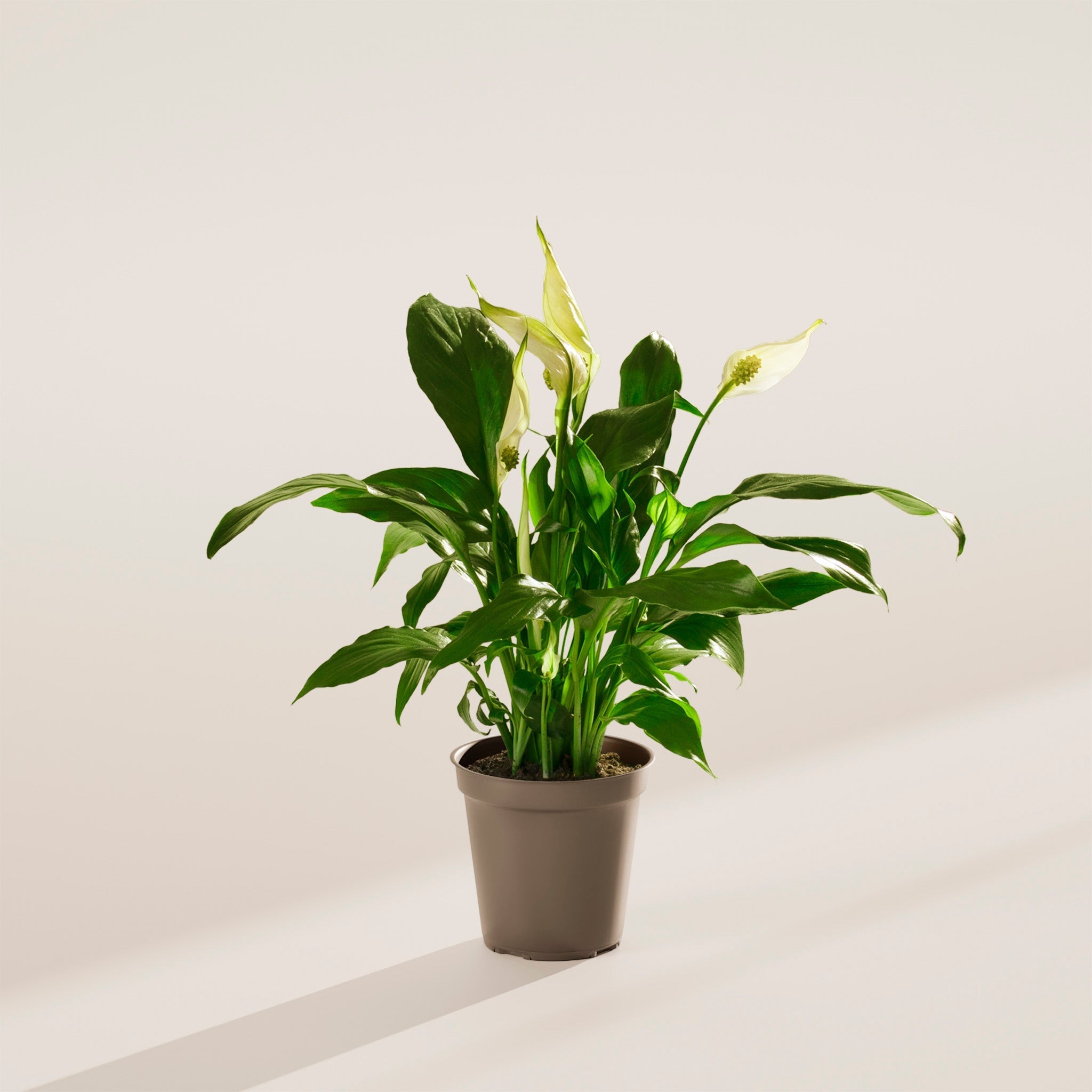 Peace Lily (Spathiphyllum) - Indoor Plants - PL_PL_4IN1 - Varnish + Vine - 48