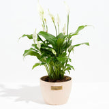 Peace Lily (Spathiphyllum) - Indoor Plants - PL_PL_8IN1 - Varnish + Vine - 20