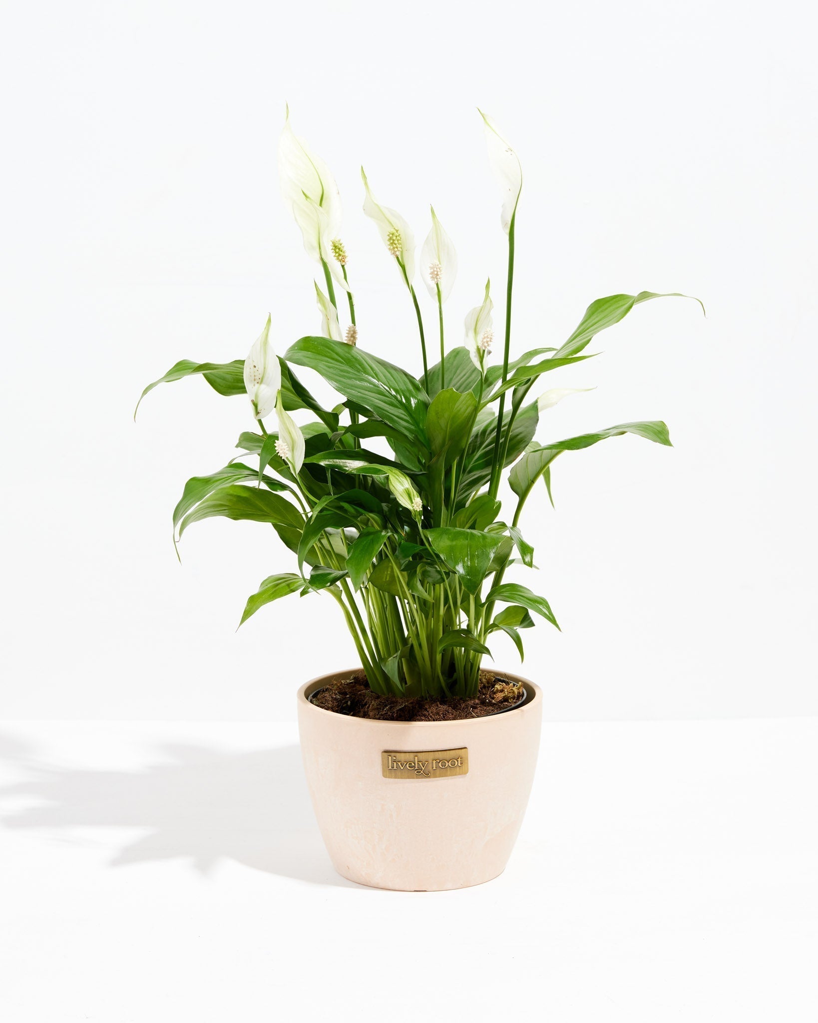 Peace Lily (Spathiphyllum) - Indoor Plants - PL_PL_8IN1 - Varnish + Vine - 20