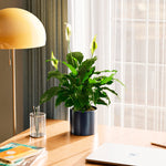 Peace Lily (Spathiphyllum) - Indoor Plants - PL_PL_6IN1 - Varnish + Vine - 81