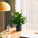 Peace Lily (Spathiphyllum) - Indoor Plants - PL_PL_6IN1 - Varnish + Vine - 81