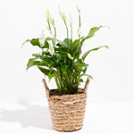Peace Lily (Spathiphyllum) - Indoor Plants - PB_PL_BAS_LI_6IN1 - Varnish + Vine - 28