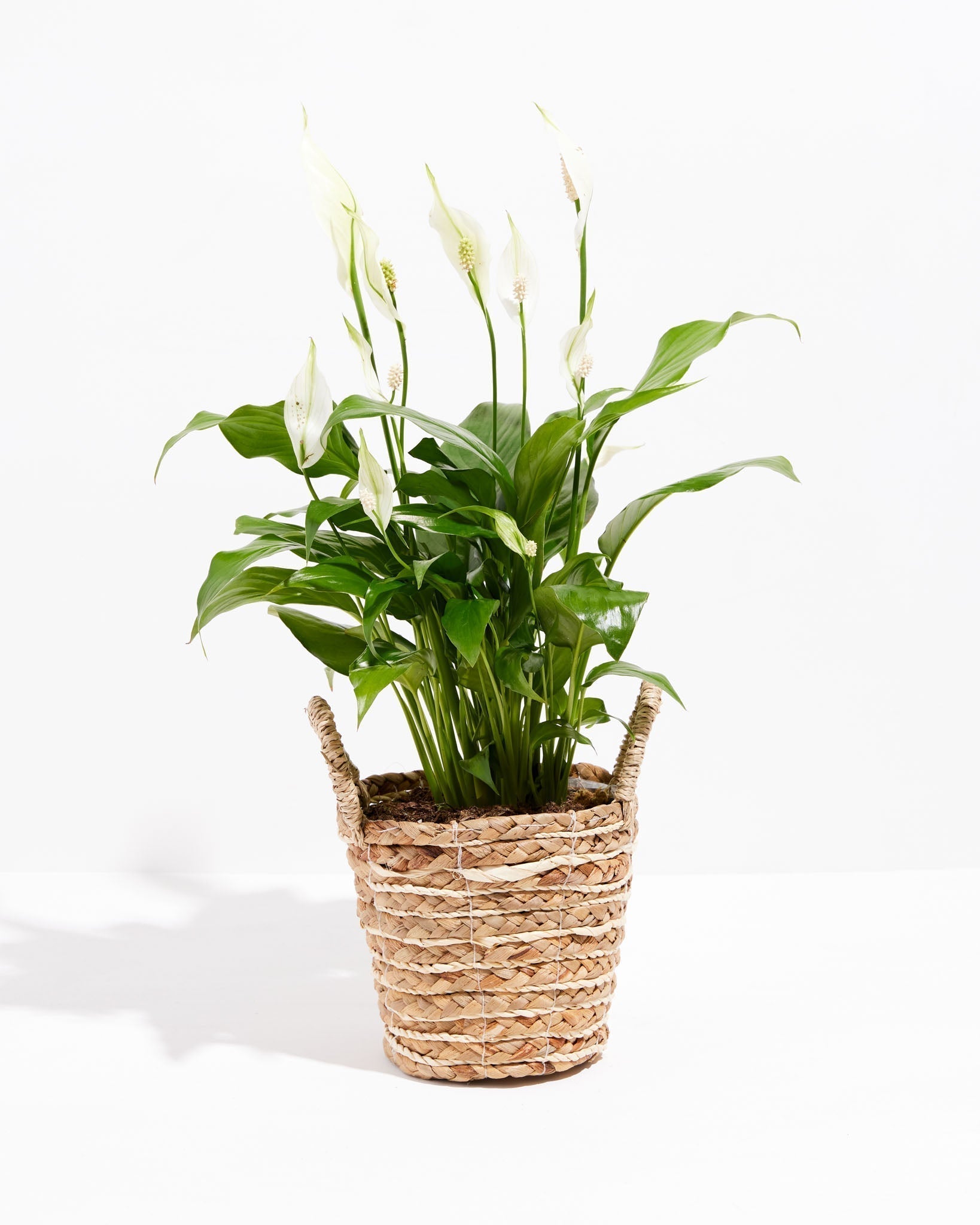 Peace Lily (Spathiphyllum) - Indoor Plants - PB_PL_BAS_LI_6IN1 - Varnish + Vine - 28