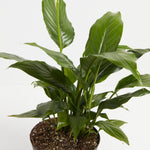 Peace Lily (Spathiphyllum) - Indoor Plants - PL_PL_4IN1 - Varnish + Vine - 7