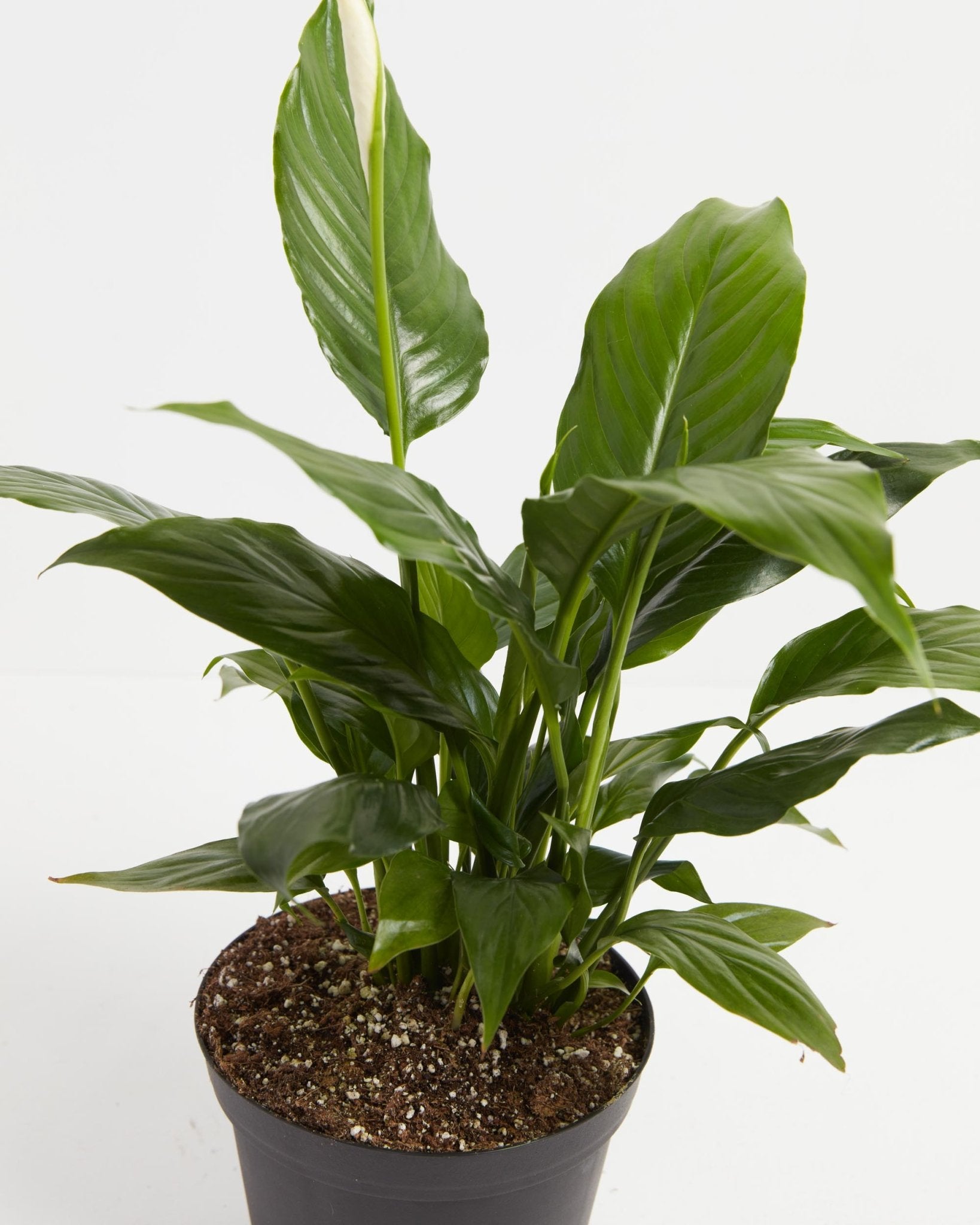 Peace Lily (Spathiphyllum) - Indoor Plants - PL_PL_4IN1 - Varnish + Vine - 7