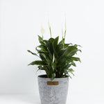Peace Lily (Spathiphyllum) - Indoor Plants - PB_PL_ECO_EG_10IN1 - Varnish + Vine - 24